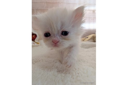 成約済の熊本県のエキゾチックショートヘア-107346の8枚目