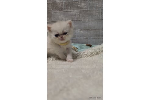 成約済の熊本県のエキゾチックショートヘア-107344の2枚目