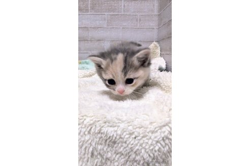 成約済の熊本県のマンチカン(短足)-107343の7枚目