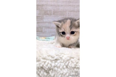 成約済の熊本県のマンチカン(短足)-107343の6枚目