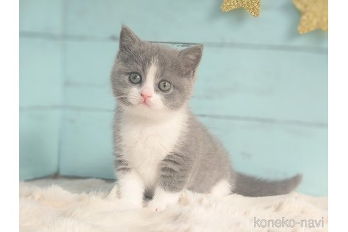 Amazon | FEANDREA キャットタワー スロープ付き 登り降りし