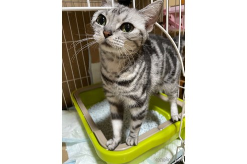 成約済の岐阜県のアメリカンショートヘア-107811の4枚目