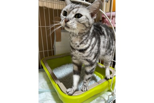 成約済の岐阜県のアメリカンショートヘア-107811の5枚目