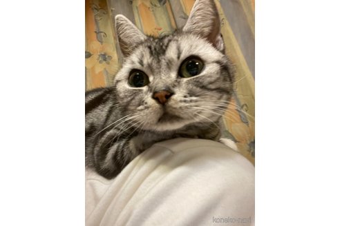 成約済の岐阜県のアメリカンショートヘア-107811の2枚目