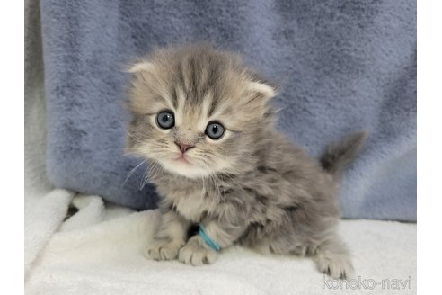 成約済の千葉県のスコティッシュフォールド(折れ耳)-106295の12枚目