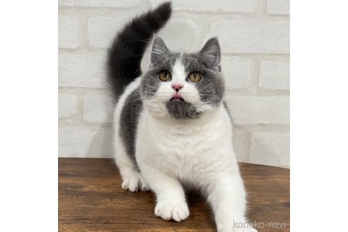成約済の大阪府のブリティッシュショートヘア-103163の5枚目