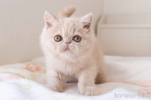 成約済の東京都のエキゾチックショートヘア-104223の5枚目
