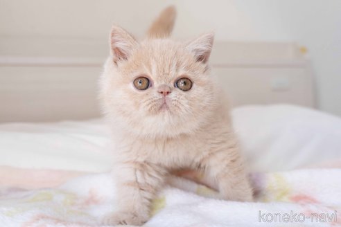 成約済の東京都のエキゾチックショートヘア-104223の4枚目