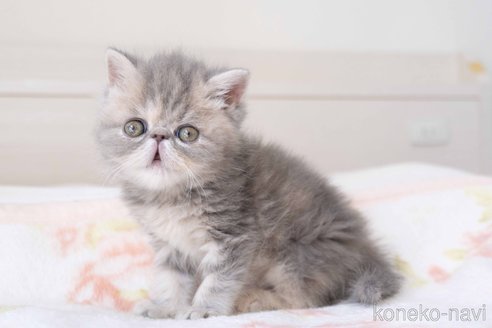 成約済の東京都のエキゾチックショートヘア-107369の29枚目