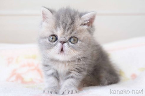 成約済の東京都のエキゾチックショートヘア-107369の26枚目