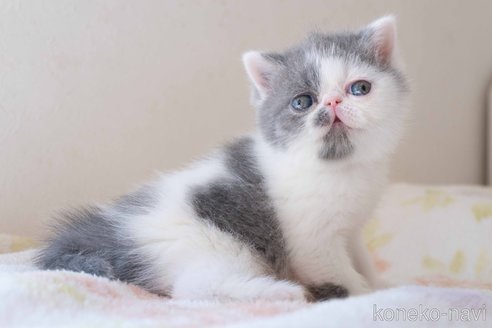 成約済の東京都のエキゾチックショートヘア-107375の27枚目