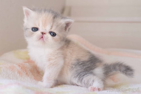 成約済の東京都のエキゾチックショートヘア-107832の14枚目