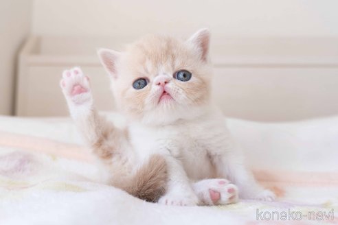 成約済の東京都のエキゾチックショートヘア-107834の21枚目