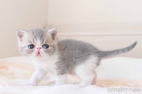 成約済の東京都のエキゾチックショートヘア-107835の10枚目