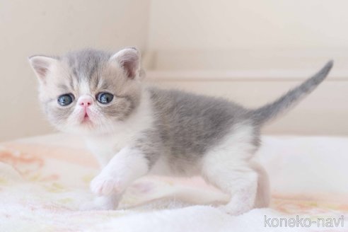 成約済の東京都のエキゾチックショートヘア-107835の9枚目
