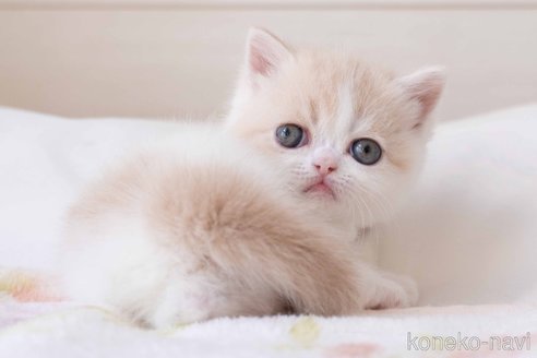 成約済の東京都のエキゾチックショートヘア-107837の15枚目