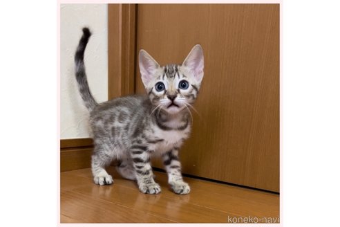 成約済の群馬県のベンガル-106288の5枚目