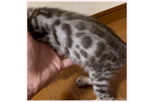 成約済の群馬県のベンガル-106288の6枚目