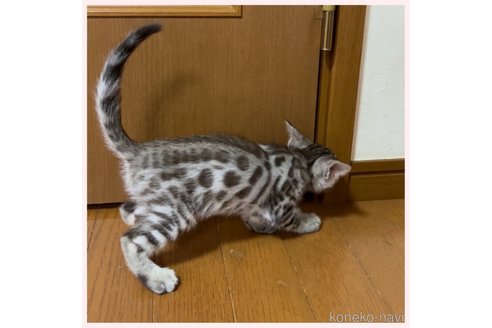 成約済の群馬県のベンガル-106288の3枚目