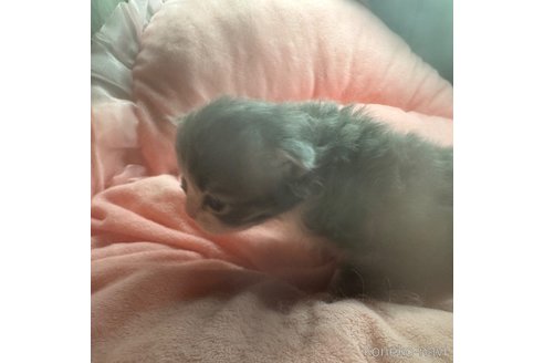 成約済の愛知県のサイベリアン-107841の7枚目