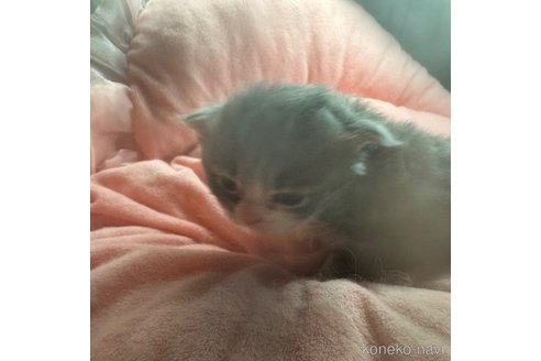 成約済の愛知県のサイベリアン-107841の5枚目