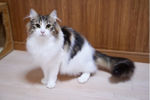 シャンティーちゃん1枚目