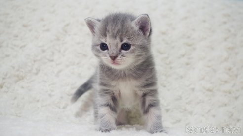 成約済の群馬県のミックス-107848の5枚目