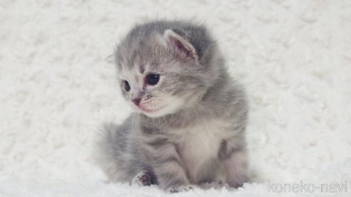 成約済の群馬県のミックス-107848の6枚目