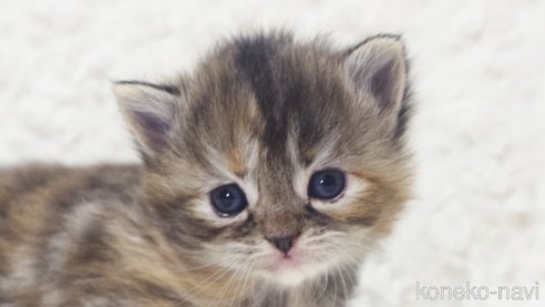 成約済の群馬県のミックス-107847の1枚目