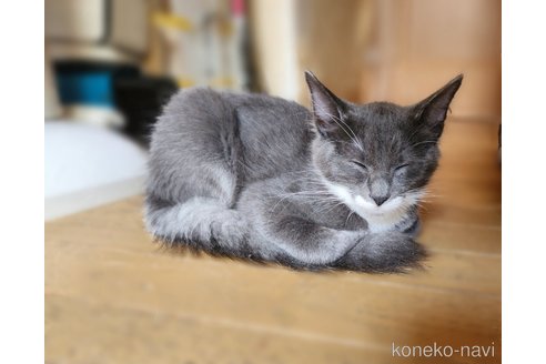 成約済の神奈川県のノルウェージャンフォレストキャット-105707の3枚目