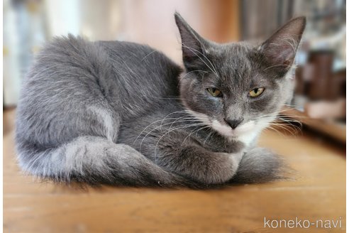 成約済の神奈川県のノルウェージャンフォレストキャット-105707の4枚目