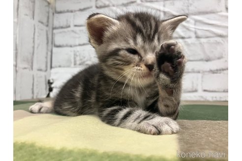成約済の愛知県のアメリカンショートヘア-107881の2枚目