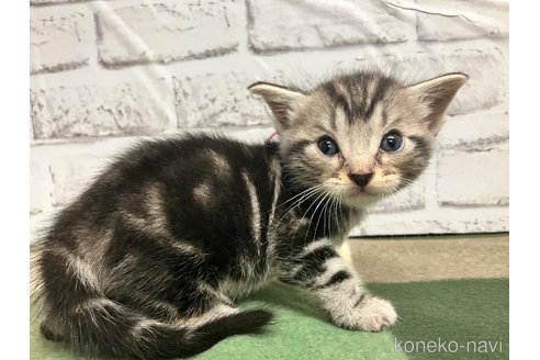 成約済の愛知県のアメリカンショートヘア-107881の6枚目