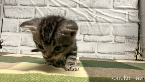 成約済の愛知県のアメリカンショートヘア-107881の5枚目