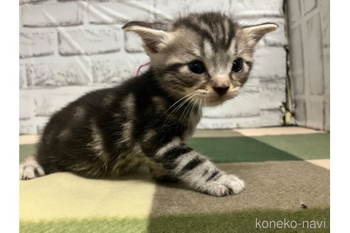 成約済の愛知県のアメリカンショートヘア-107881の7枚目