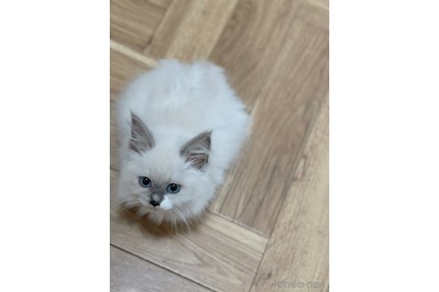 販売中の石川県のラグドール-107913の2枚目