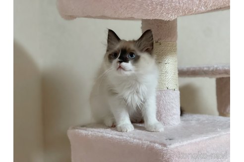 販売中の石川県のラグドール-107914の1枚目