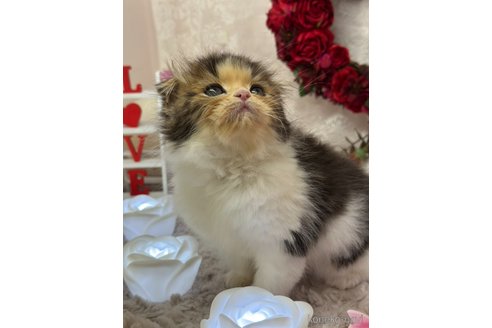成約済の長野県のスコティッシュフォールド(折れ耳)-107996の4枚目