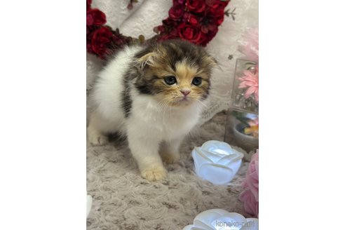 成約済の長野県のスコティッシュフォールド(折れ耳)-107996の3枚目