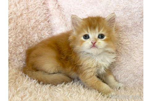 成約済の三重県のスコティッシュフォールド-108001の2枚目