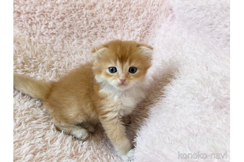 成約済の三重県のスコティッシュフォールド(折れ耳)-108002の6枚目