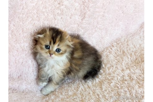 成約済の三重県のスコティッシュフォールド(折れ耳)-108003の5枚目