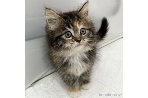 成約済の愛知県のマンチカン-108005の3枚目