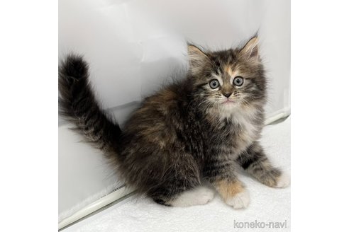 成約済の愛知県のマンチカン-108005の4枚目