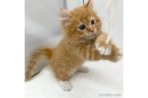 成約済の愛知県のマンチカン-108007の4枚目