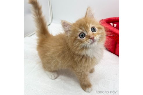 成約済の愛知県のマンチカン-108007