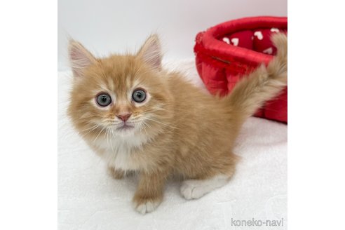 成約済の愛知県のマンチカン-108007の5枚目