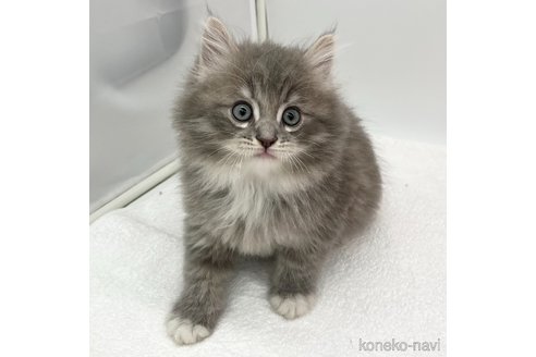 成約済の愛知県のラガマフィン-108009の6枚目