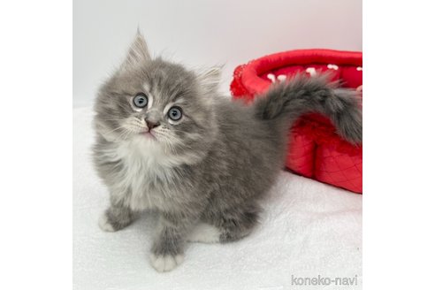 成約済の愛知県のラガマフィン-108009の7枚目