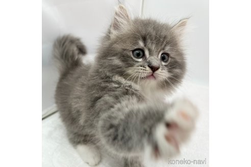 成約済の愛知県のラガマフィン-108009の8枚目